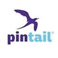Pintail