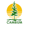 Cambium